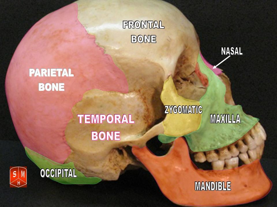 Bones of the Head that are Adjusted with CranioSacral Therapy to Relieve Headaches.