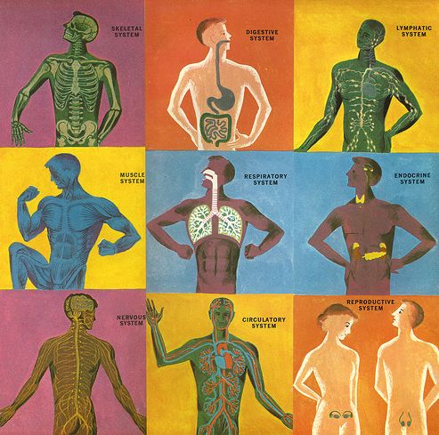 9 Systems of the Human Body